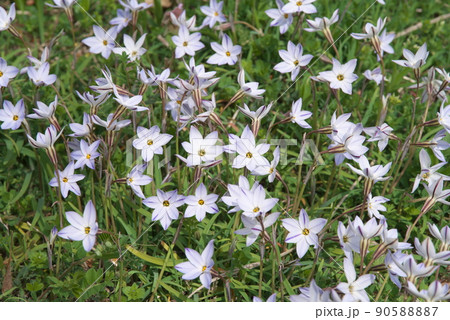 ハナニラの斑入り・白花【緑背景】 ハナニラの斑入り・白花【緑背景】 90588887