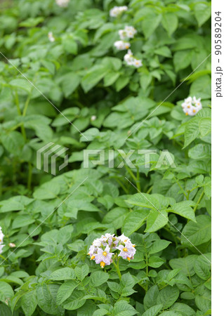 男爵薯の花に降る雨 男爵薯の花に降る雨 90589204