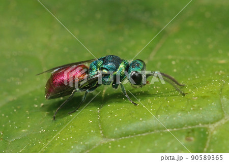 Closeup on a shiny metallic colorful Chrysis ignata jewel wasp sitting on a green leaf Closeup on a shiny metallic colorful Chrysis ignata jewel wasp sitting on a green leaf 90589365