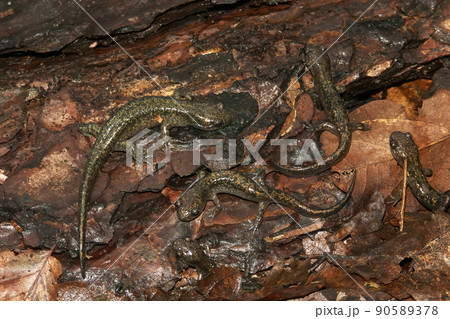 Closeup on an aggregation of brass colored juvenile Hokkaido salamander, Hynobius retardatus, on the forest floor, endemic to Japan 90589378