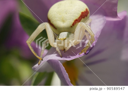 Colorful closeup on a white goldenrod crab spider, Misumena vatia on a purple Viola flower in the garden 90589547