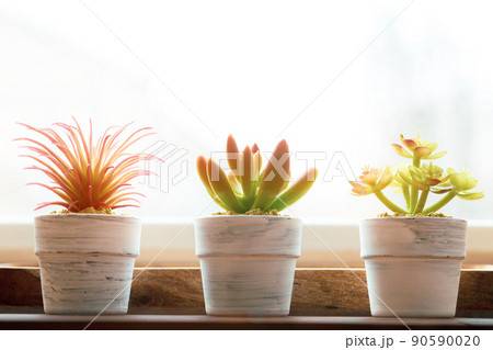 Tiny succulent plant in pot on wooden table Tiny succulent plant in pot on wooden table 90590020