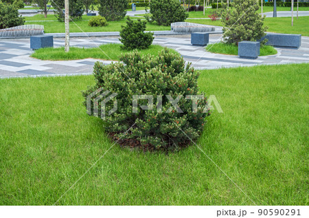 Bushes of low-growing ornamental pine 90590291