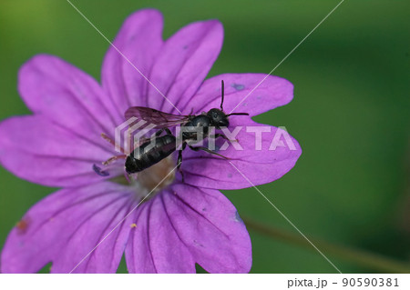 Closeup on a small scissor bee ,Chelostoma campanularum, on a purple Geranium pyrenaicum flower in the garden Closeup on a small scissor bee ,Chelostoma campanularum, on a purple Geranium pyrenaicum flower in the garden 90590381