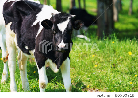 牛　ホルスタイン 90590519
