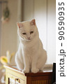 白ニャンご満悦 90590935