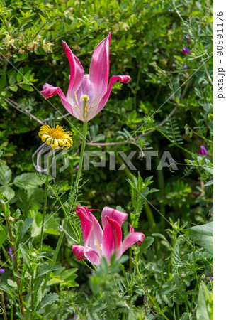 Couple of Pink Tulips  amazing shape  in Paris in early May 90591176
