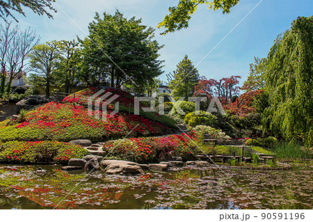 Idyllic  view on  rhododenron   blossoms on small  hill and pond in Albert Kahn 90591196