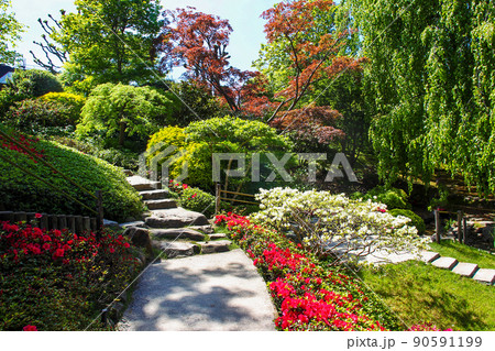 Fantastic Sunny view on flowers of rhododendron blossoms of red and white colors, stone pathes,  japanese (palmate) maples  in japanese garden - part of albert Kahn park 90591199