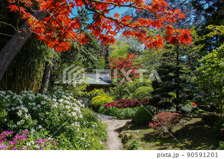 Red  leaveds of japanese maple and rhododendron   blossoms of red and pink colors in Albert Kahn park 90591201
