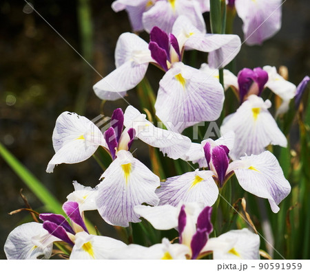 花菖蒲 90591959