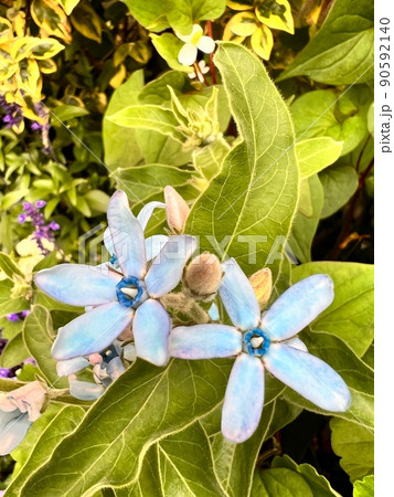 蔓性の植物、五弁の青い花、色が変化する花、お祝いに使われる花、 蔓性の植物、五弁の青い花、色が変化する花、お祝いに使われる花、 90592140