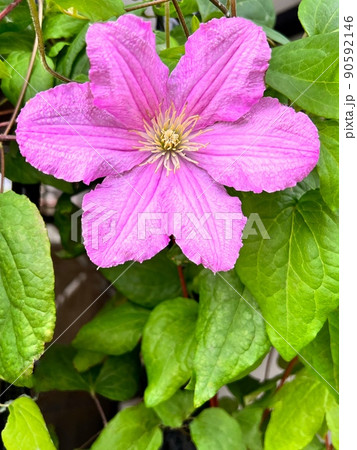 花びらが丸いクレマチス、薄紫のクレマチス、ピンク色のクレマチス、六