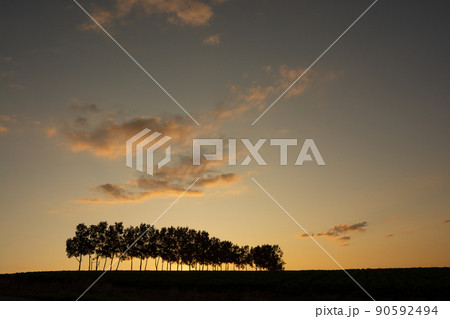 夕暮れの空と白樺並木 90592494