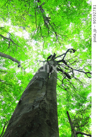 新緑　ブナ樹木 90592781
