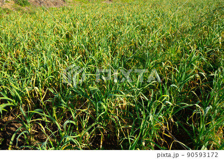 Green garlic on plantation 90593172