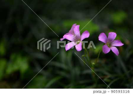 ムラサキカタバミ 90593316