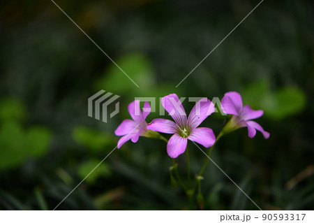 ムラサキカタバミ 90593317