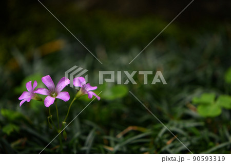 ムラサキカタバミ 90593319
