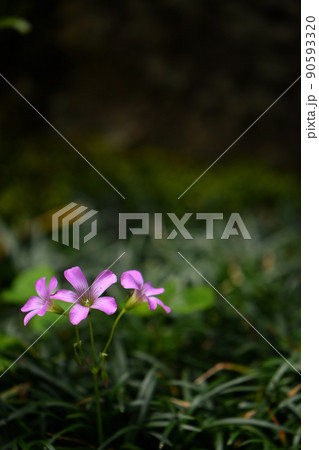 ムラサキカタバミ 90593320
