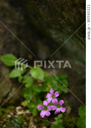 ムラサキカタバミ 90593321