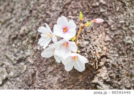 桜【ソメイヨシノ・胴吹き】 90593440