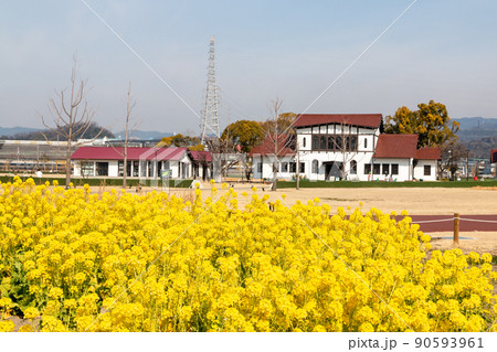 安満遺跡公園の菜の花 安満遺跡公園の菜の花 90593961