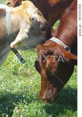 牧草を食む放牧牛 90594369