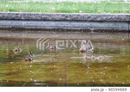 マガモの親子 マガモの親子 90594669