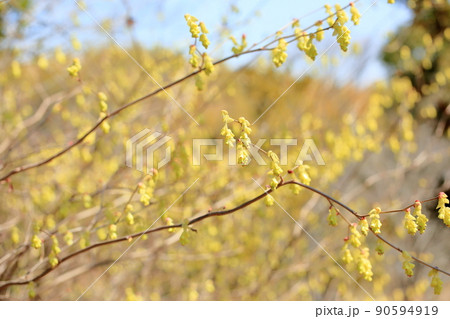 トサミズキの花 トサミズキの花 90594919