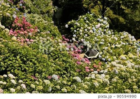 女性と紫陽花 女性と紫陽花 90594990