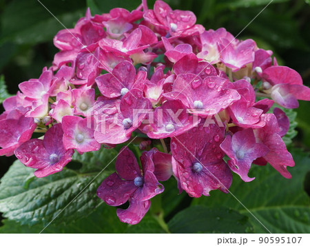 雨に濡れる紫陽花 雨に濡れる紫陽花 90595107