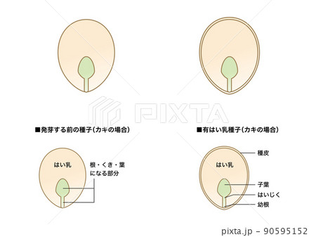 理科の教材_種子の図解(有はい乳種子)_カキ 理科の教材_種子の図解(有はい乳種子)_カキ 90595152