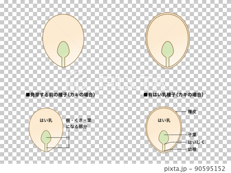 理科の教材_種子の図解(有はい乳種子)_カキ 理科の教材_種子の図解(有はい乳種子)_カキ 90595152