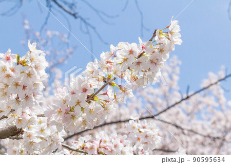 桜【ソメイヨシノ】の写真素材 [90595634] - PIXTA