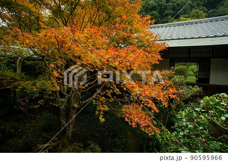 秋の京都 安楽寺 秋の京都 安楽寺 90595966