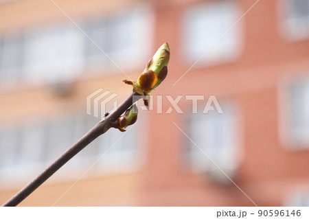 branch in spring nature, blooming flowering buds, willow branches, spring background. branch in spring nature, blooming flowering buds, willow branches, spring background. 90596146