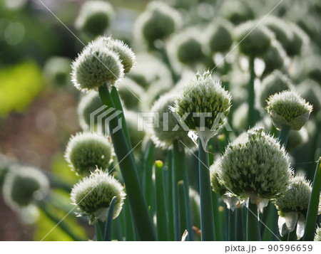 葱の花が沢山咲いている畑 90596659