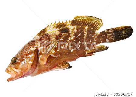 釣ったキジハタ（アコウ）の写真素材 [90596717] - PIXTA