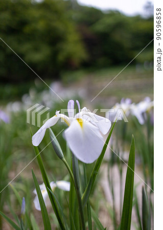満開の花菖蒲 90596858