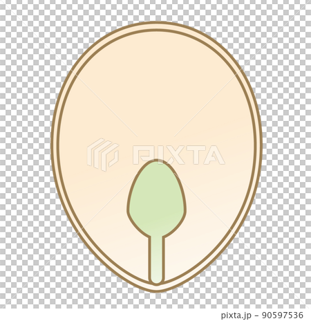 理科の教材_種子の図解（有はい乳種子）_カキ3 90597536