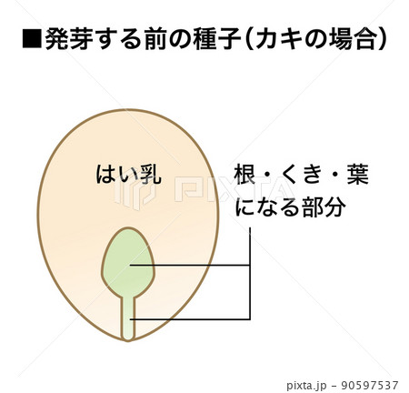 理科の教材_種子の図解（有はい乳種子）_カキ4 90597537