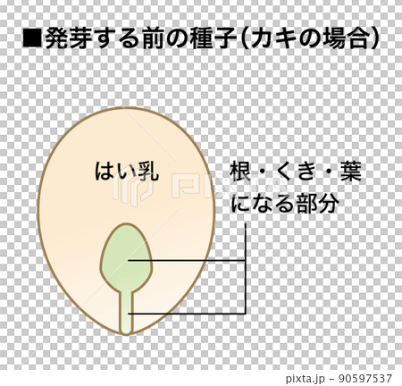 理科の教材_種子の図解（有はい乳種子）_カキ4 90597537
