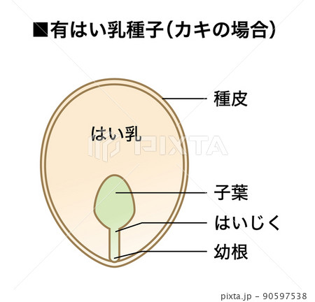 理科の教材_種子の図解（有はい乳種子）_カキ5 90597538