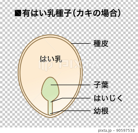 理科の教材_種子の図解（有はい乳種子）_カキ5 90597538