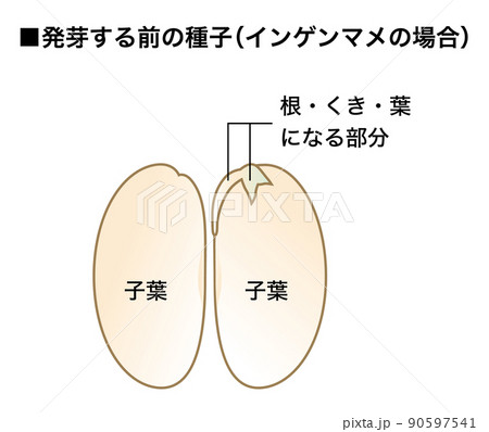 理科の教材 種子の図解 無はい乳種子 インゲンマメ4のイラスト素材