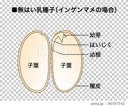 理科の教材 種子の図解 無はい乳種子 インゲンマメ5のイラスト素材