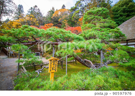 秋の信州上田 紅葉の常楽寺 御舟の松 秋の信州上田 紅葉の常楽寺 御舟の松 90597976