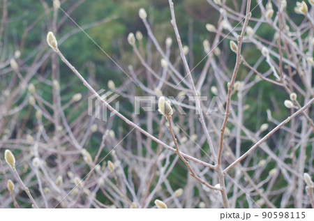 木蓮の花の蕾 木蓮の花の蕾 90598115