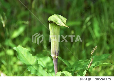 マムシグサ マムシグサ 90598479